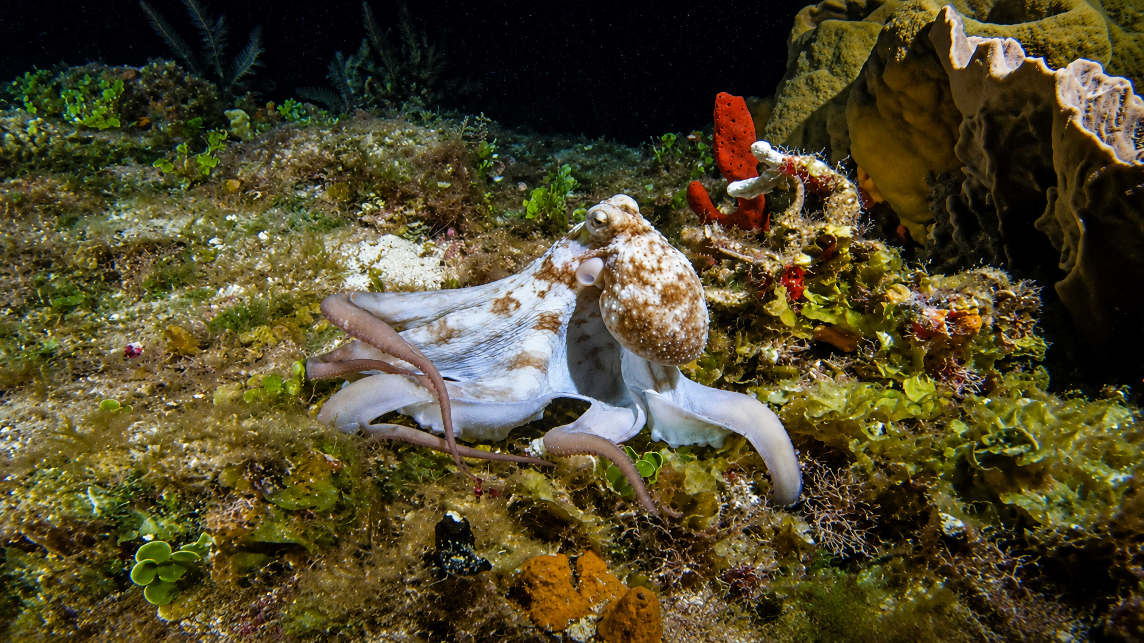 Octopus first discovery image