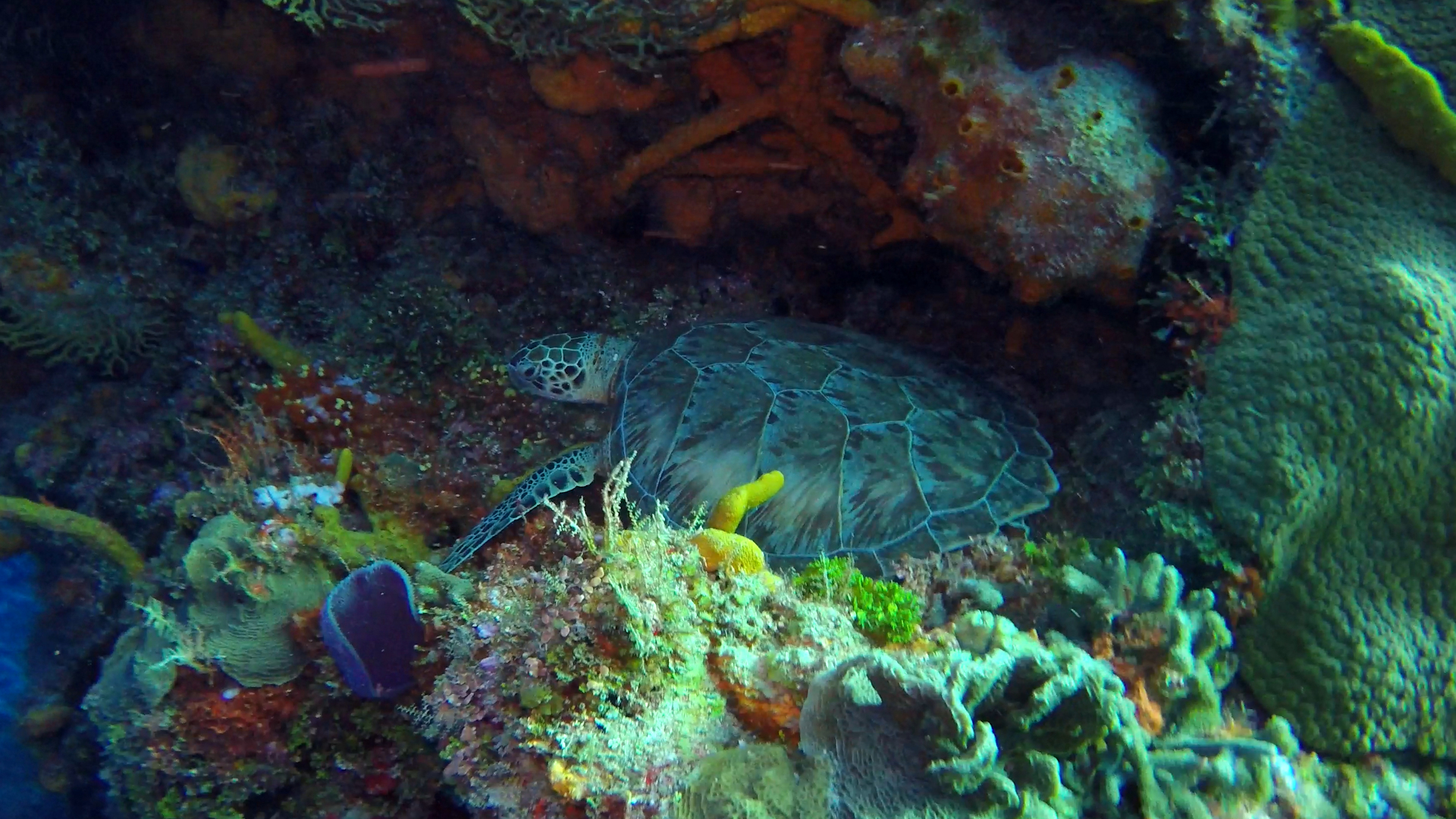 Sea turtle resting under coral