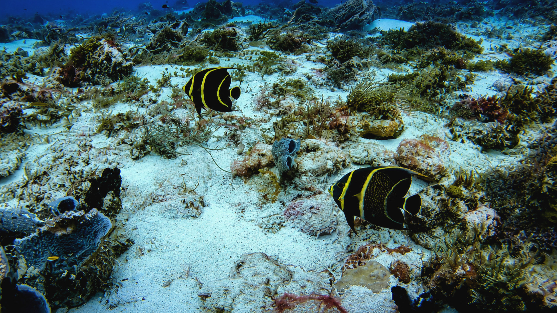 Cantarell Reef marine life and underwater scenery