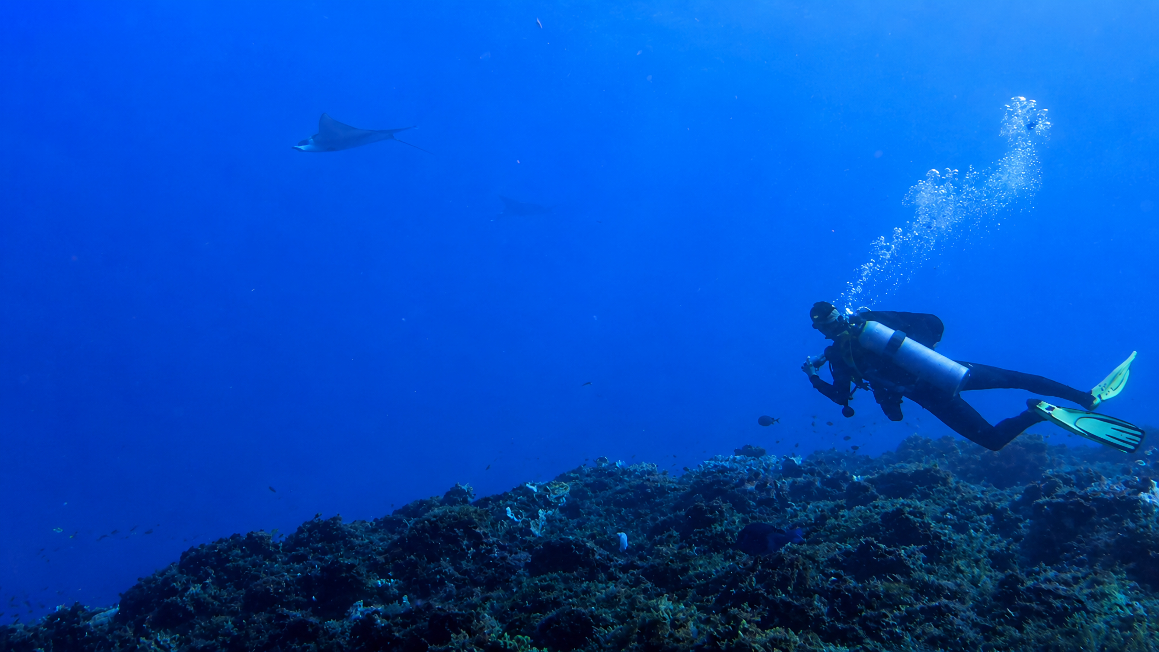 Eagle rays appearing in the blue beyond Cantarell Reef