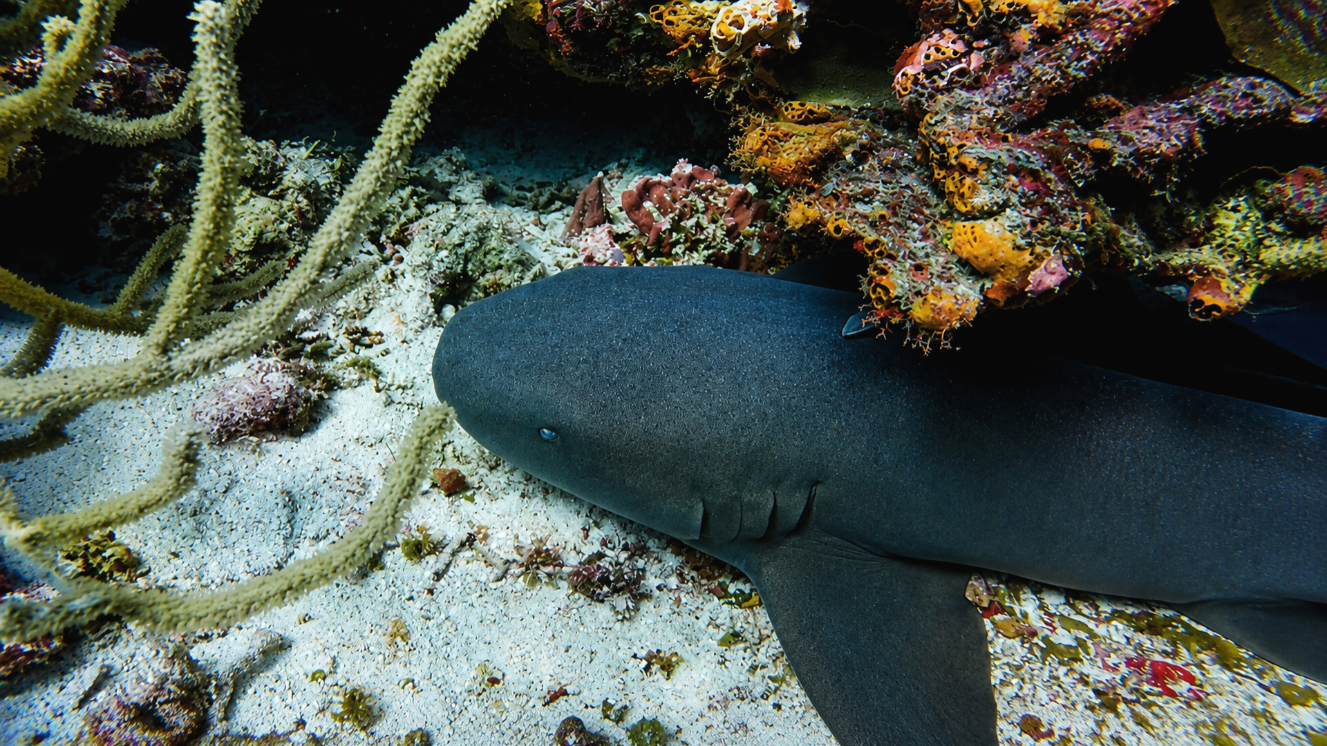 Nurse shark resting beneath a coral ledge