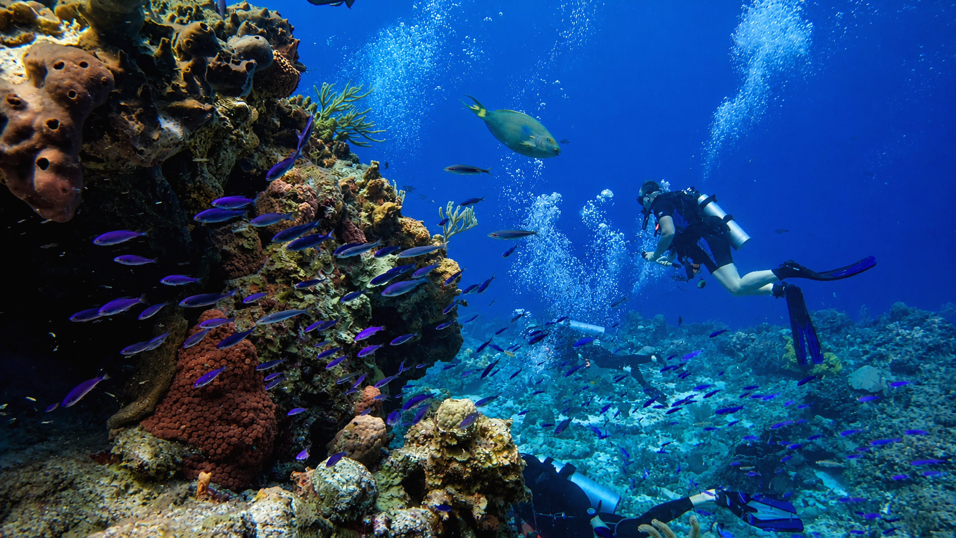 Divers moving calmly beside the reef at Paso del Cedral