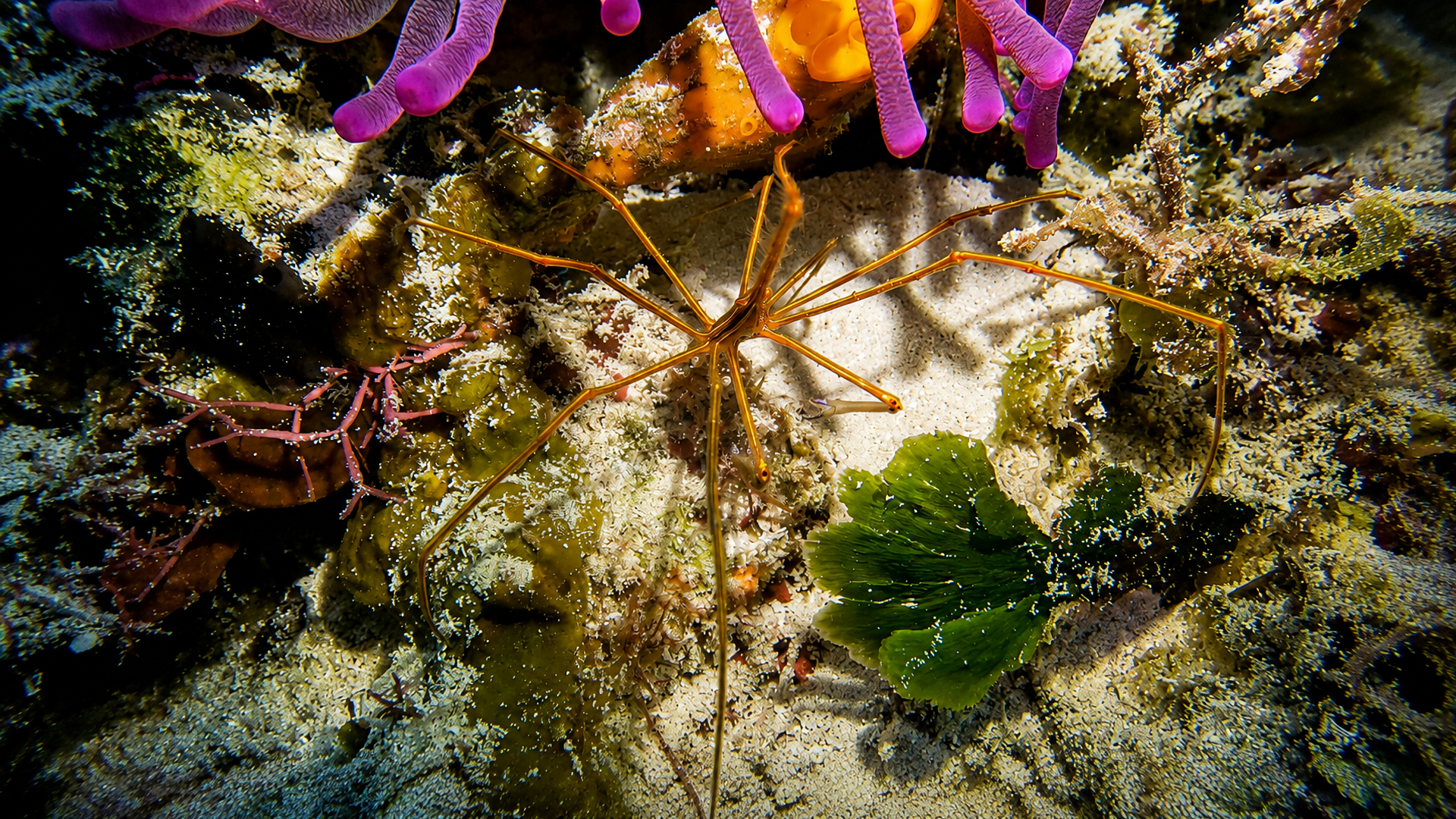 Arrow crab beneath an anemone on the reef