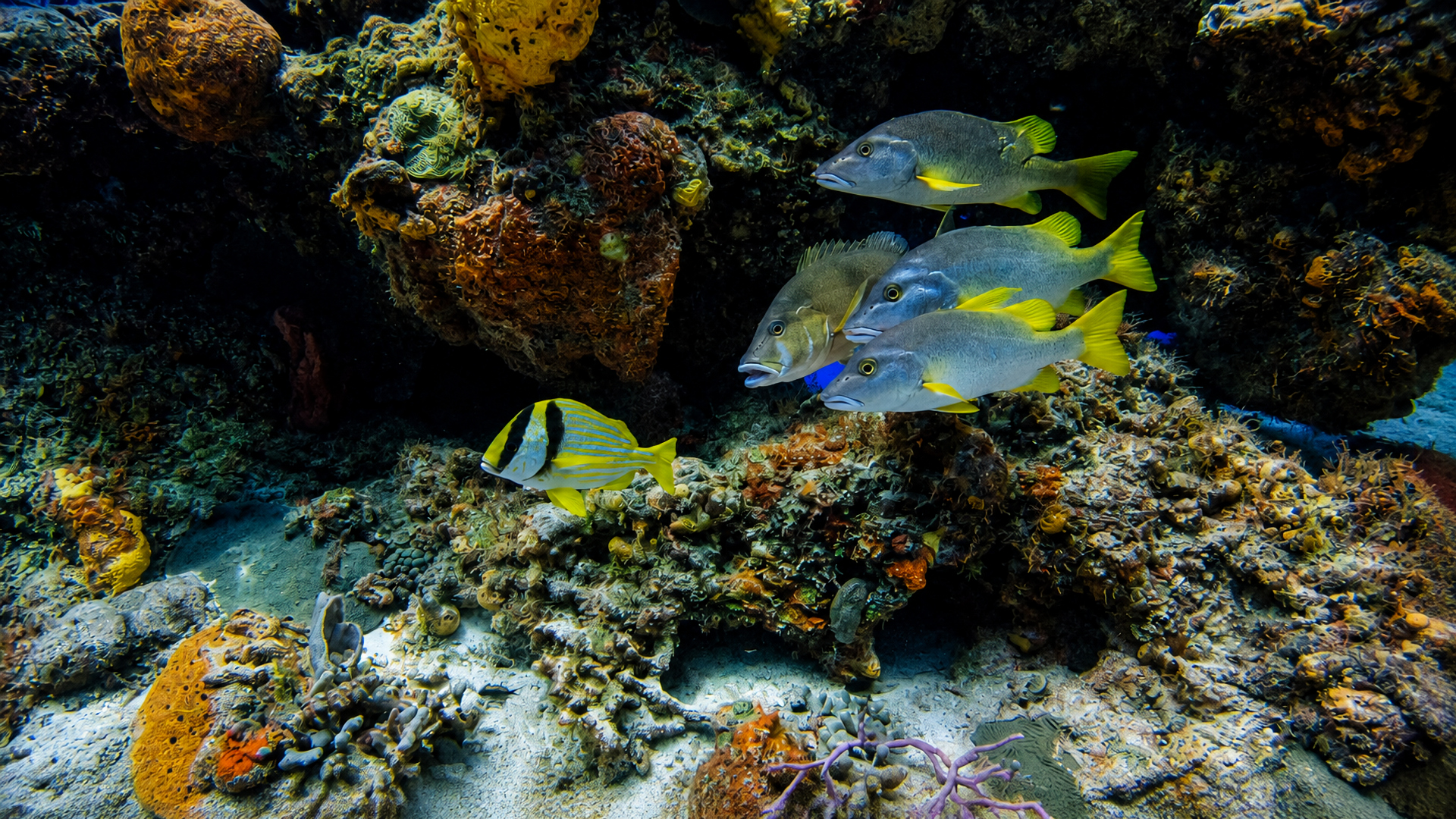 School of grunts gathered beside coral at Paso del Cedral