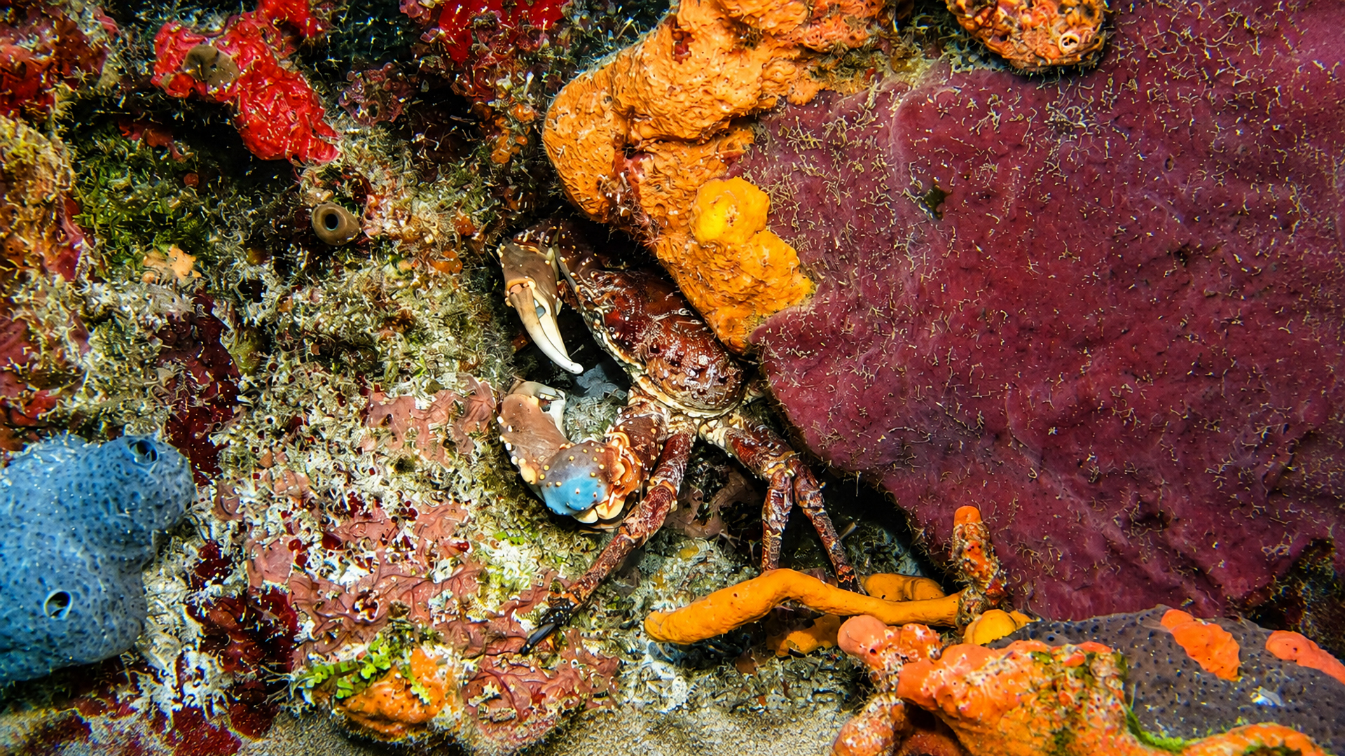 Crab hidden among bright sponges and coral