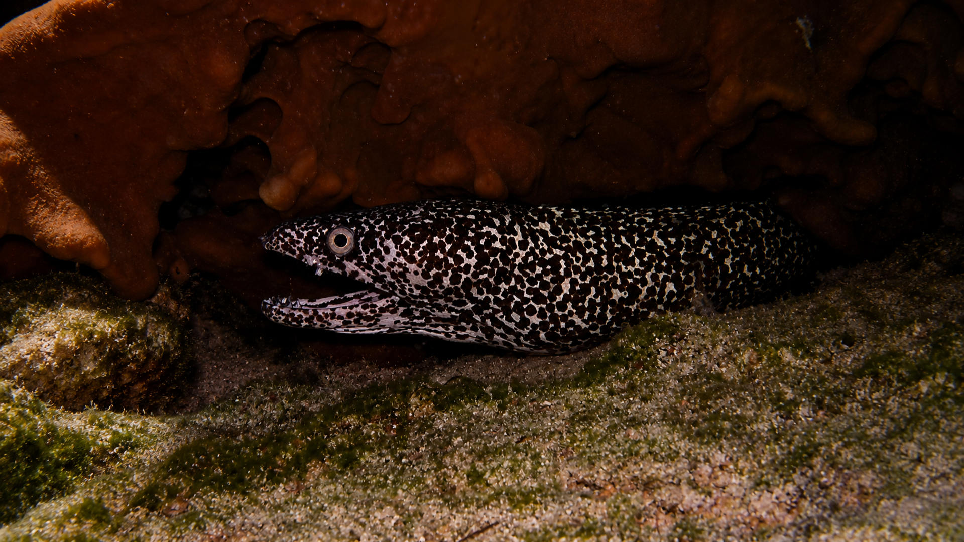 A Spotted Moray in a shadowed reef crevice