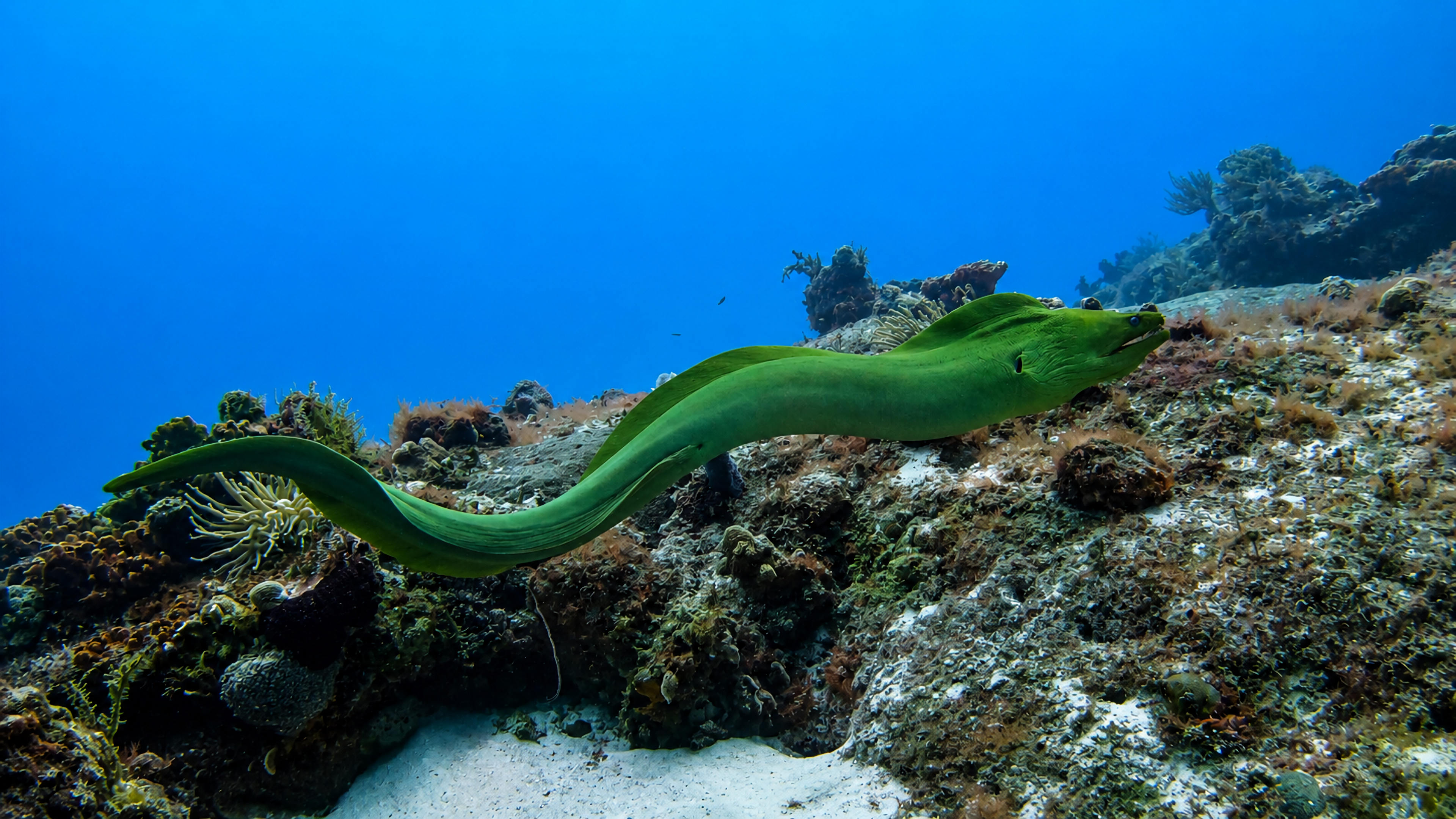 A Green Moray swimming freely over a Cozumel reef