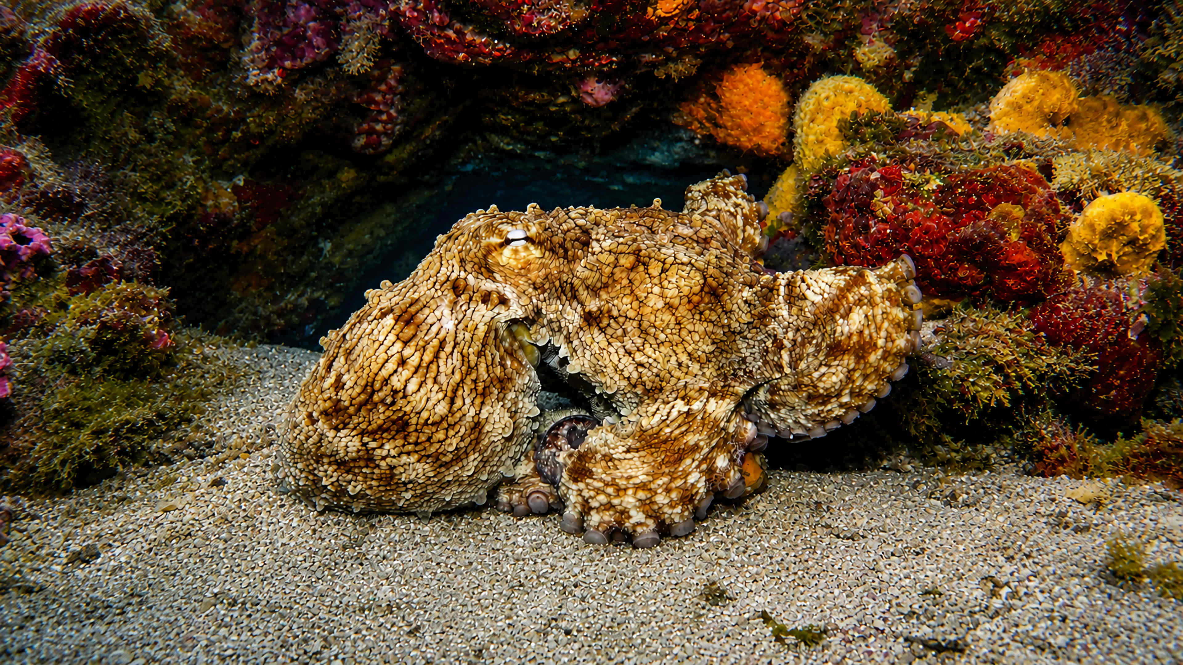 Octopus first noticed on a Cozumel reef