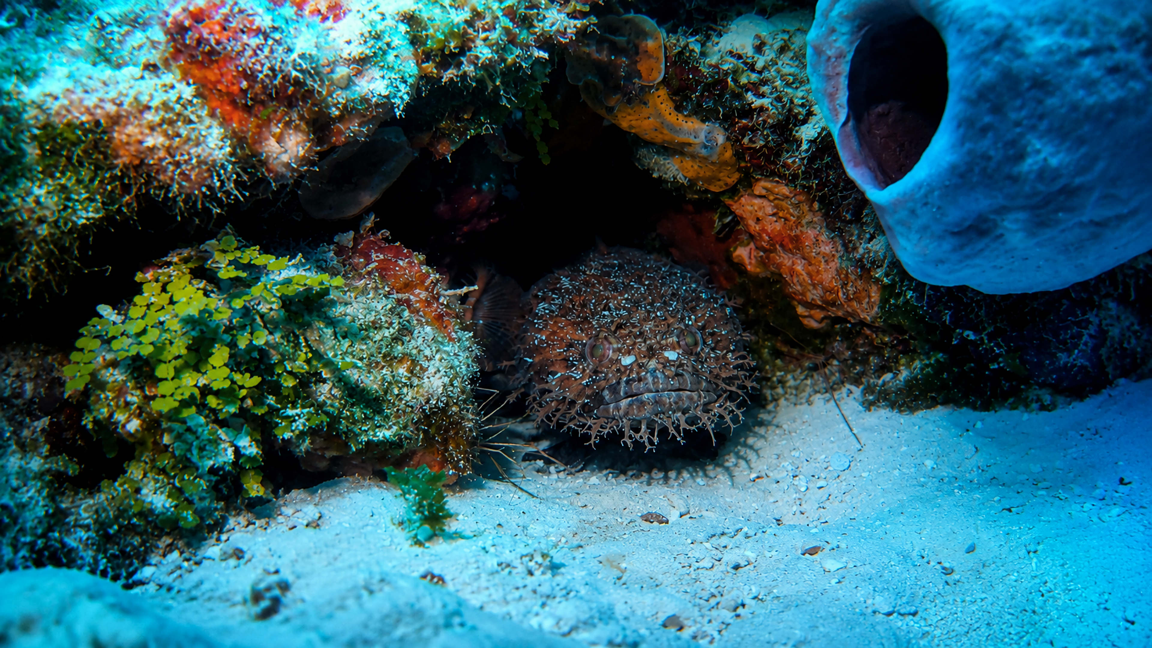 Close environmental portrait of an Oyster Toadfish beneath reef growth