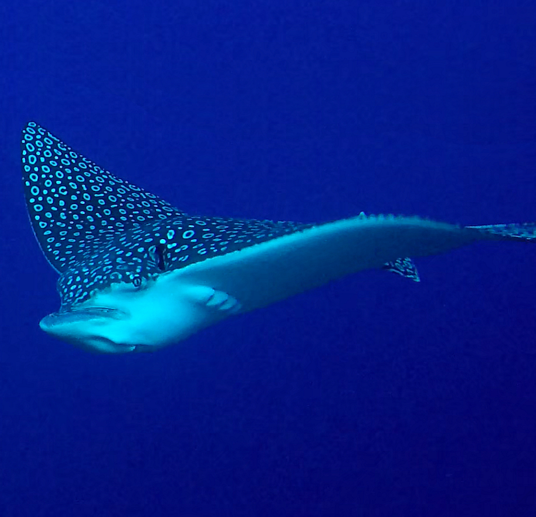 Eagle Ray