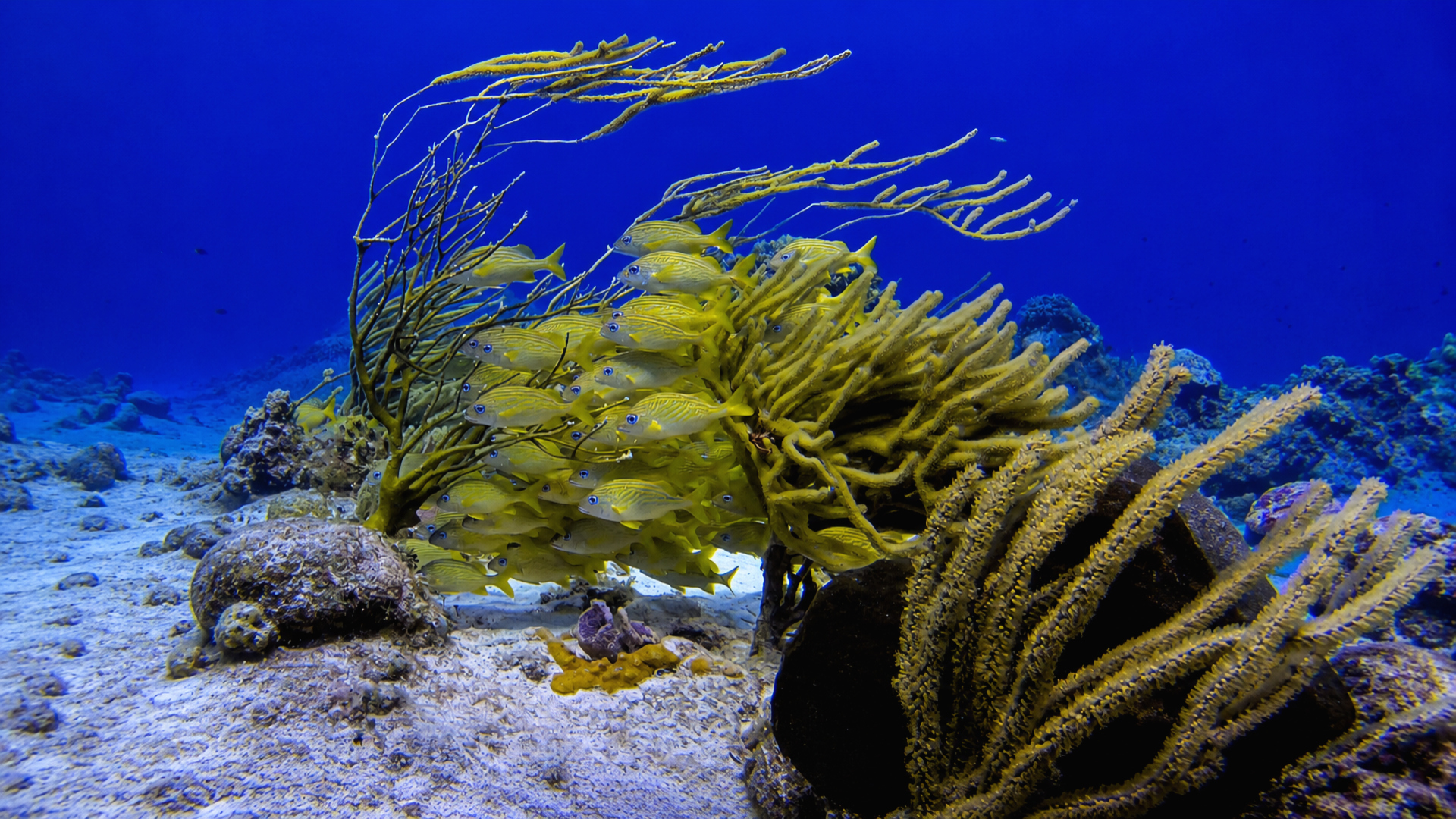 Yellow fish sheltering among sea fans and coral branches