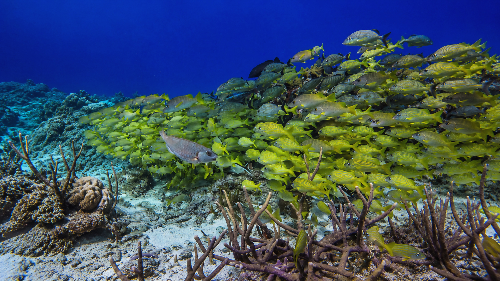 A diver beside a moving wall of schooling fish