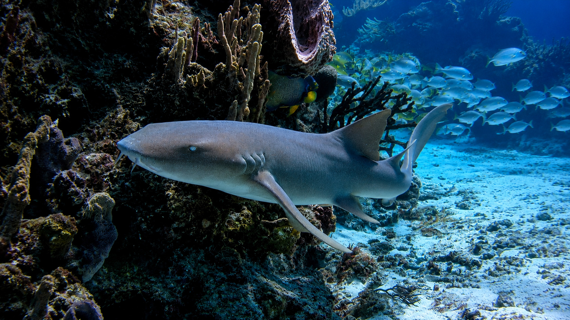 A nurse shark swimming over white sand