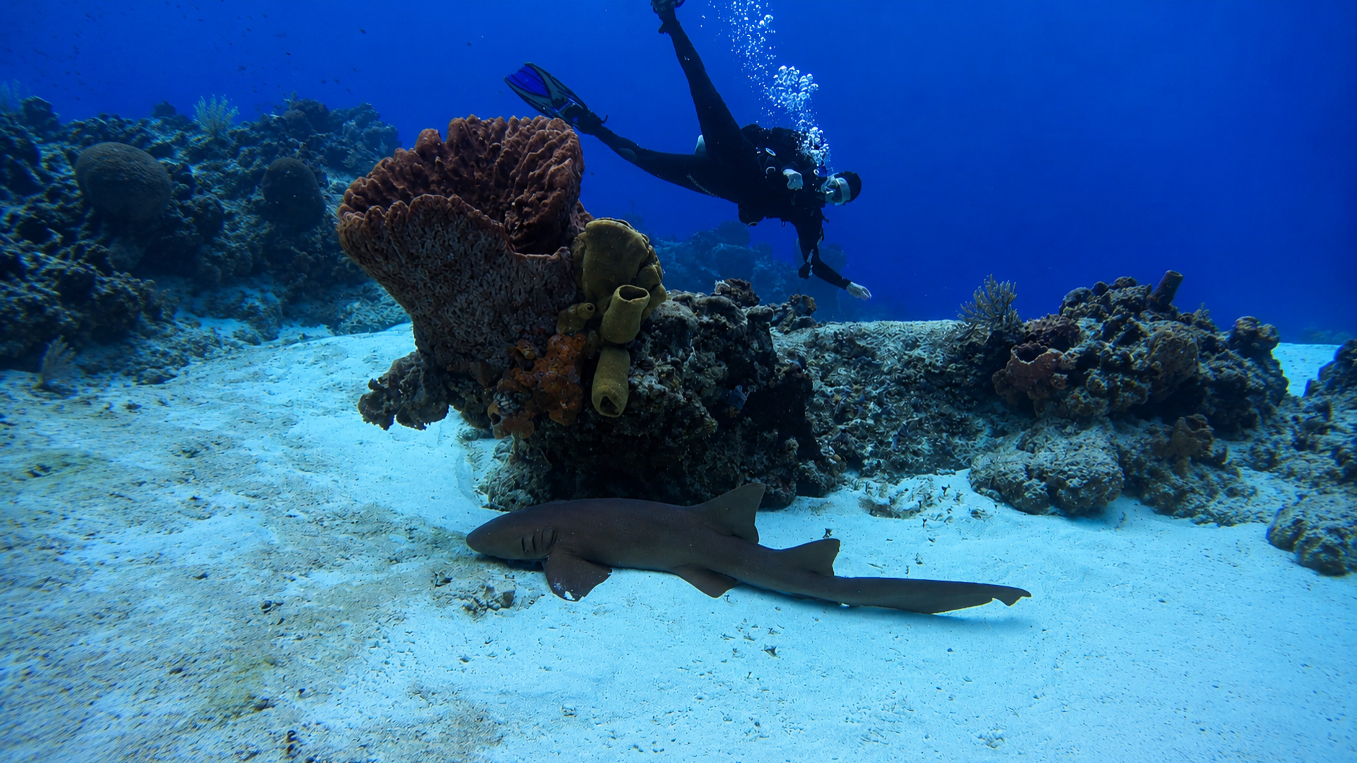 A diver passing above a resting nurse shark near a large sponge