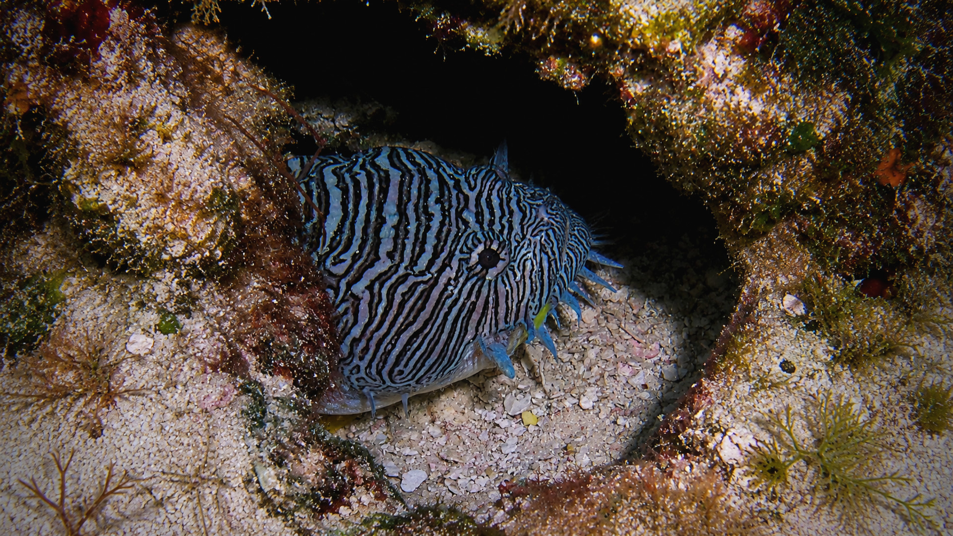 Side view of the striped body of a Splendid Toadfish in a crevice