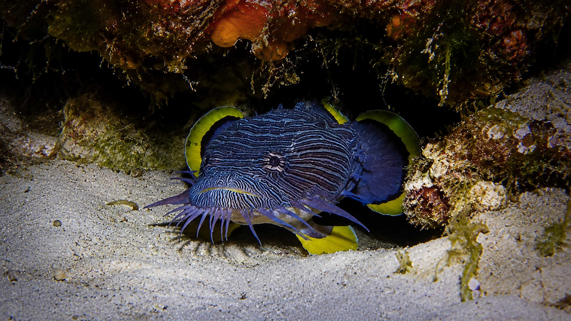 Close portrait of a Splendid Toadfish with yellow-edged fins