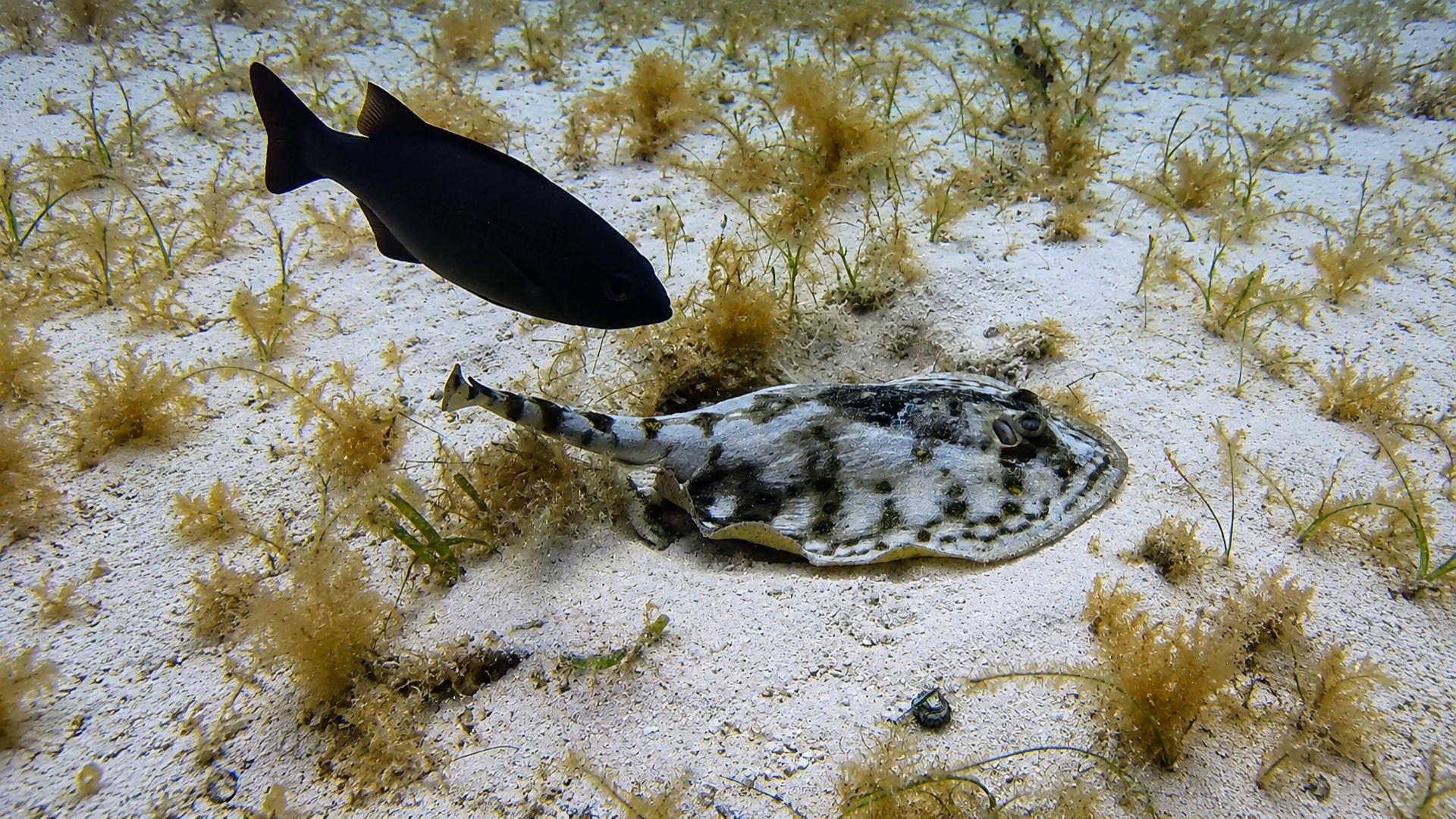 A small camouflaged ray with a dark fish above