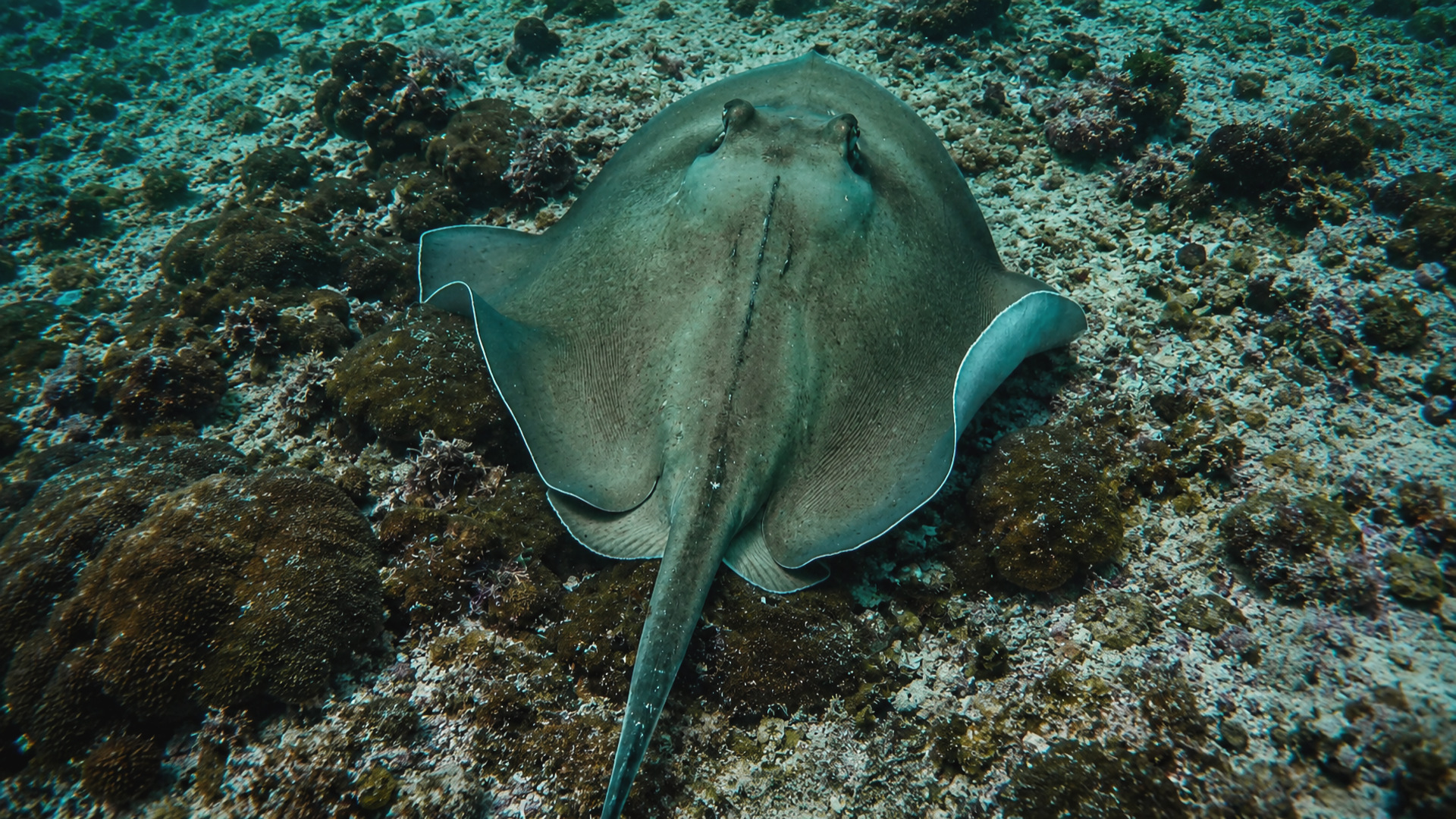 A stingray from above with wings spread