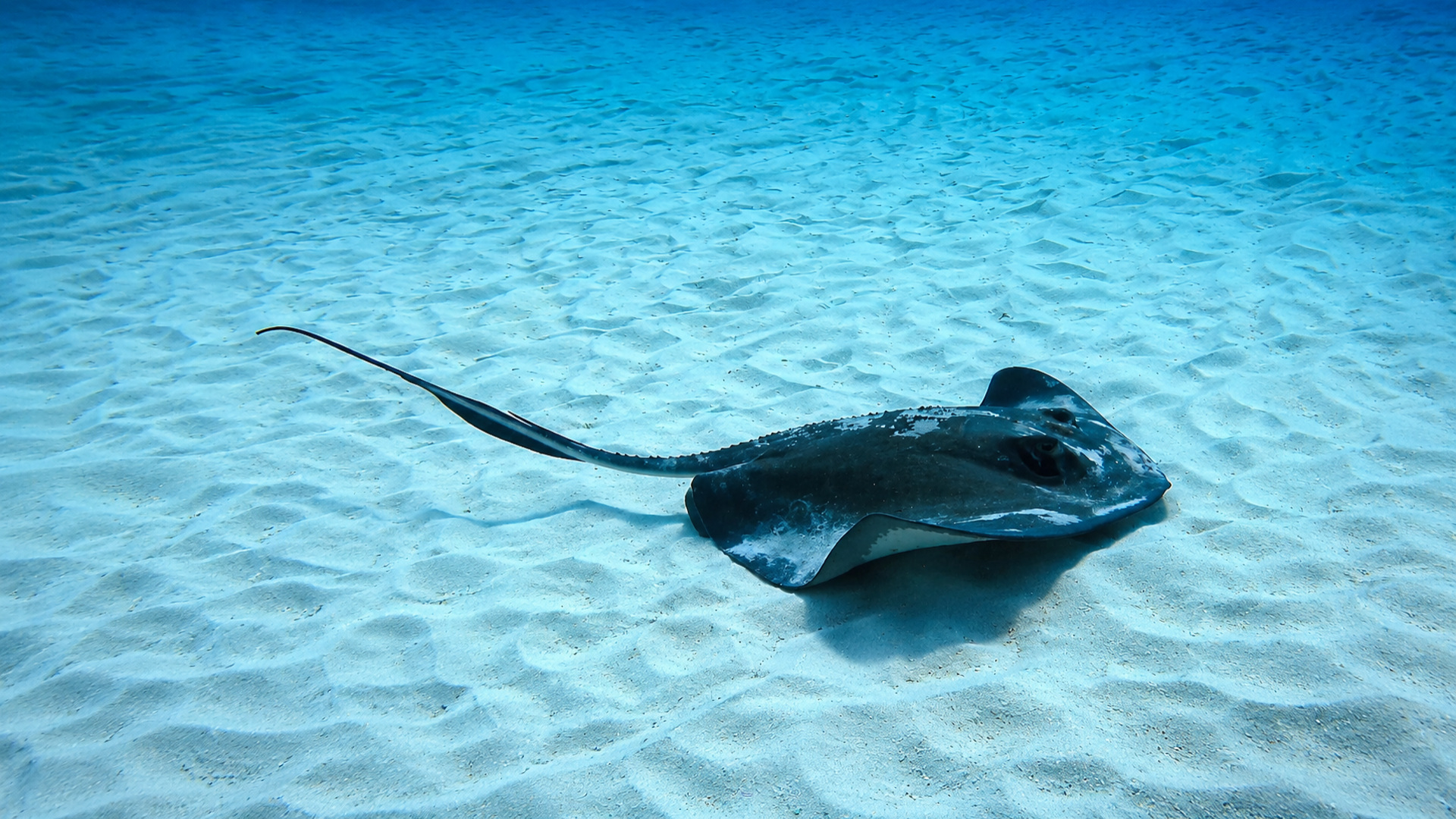 A dark stingray on bright rippled sand
