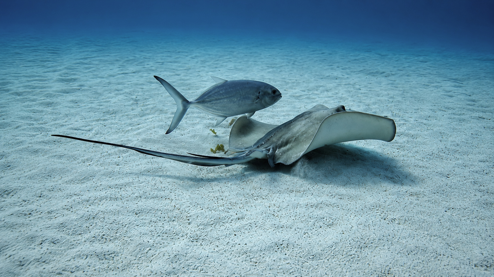 A stingray and fish over pale sand